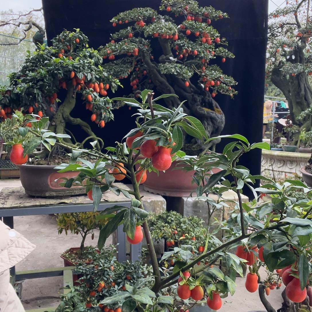 金弹子盆景喜欢的来