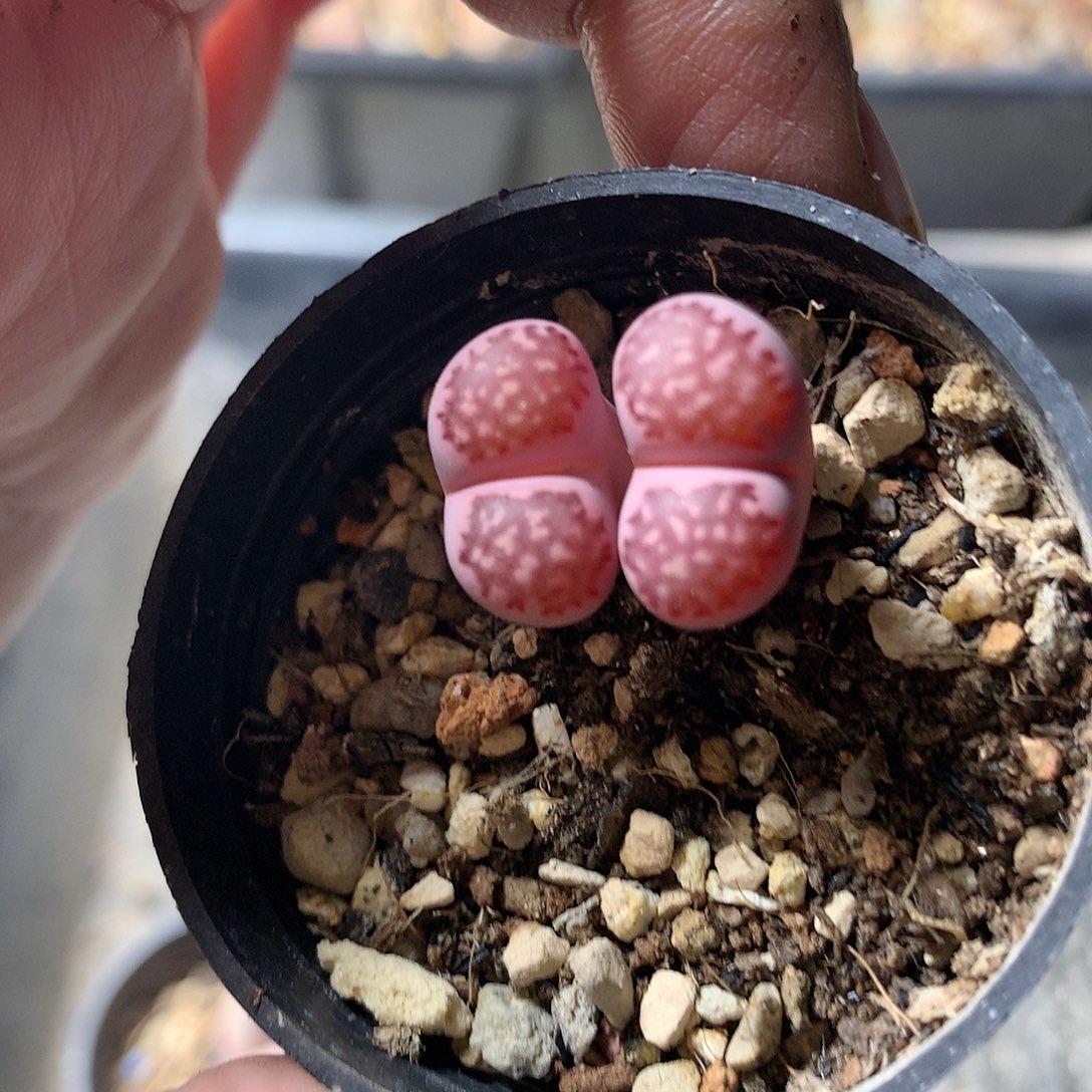 P450多肉植物保护