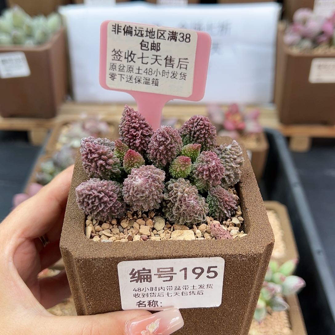 195朱紫玉多肉植物