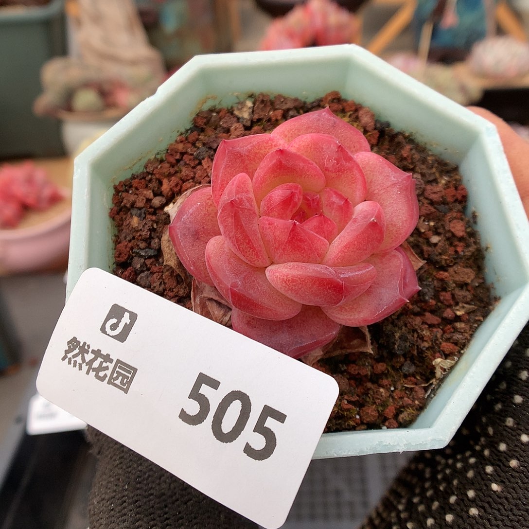 505琥魄多肉植物666