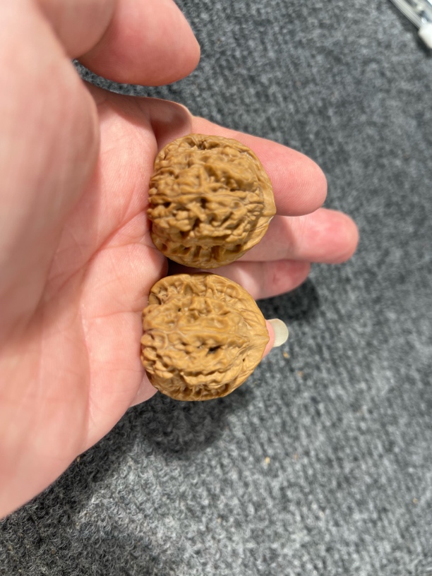 怀柔纯野生马蹄狮子头