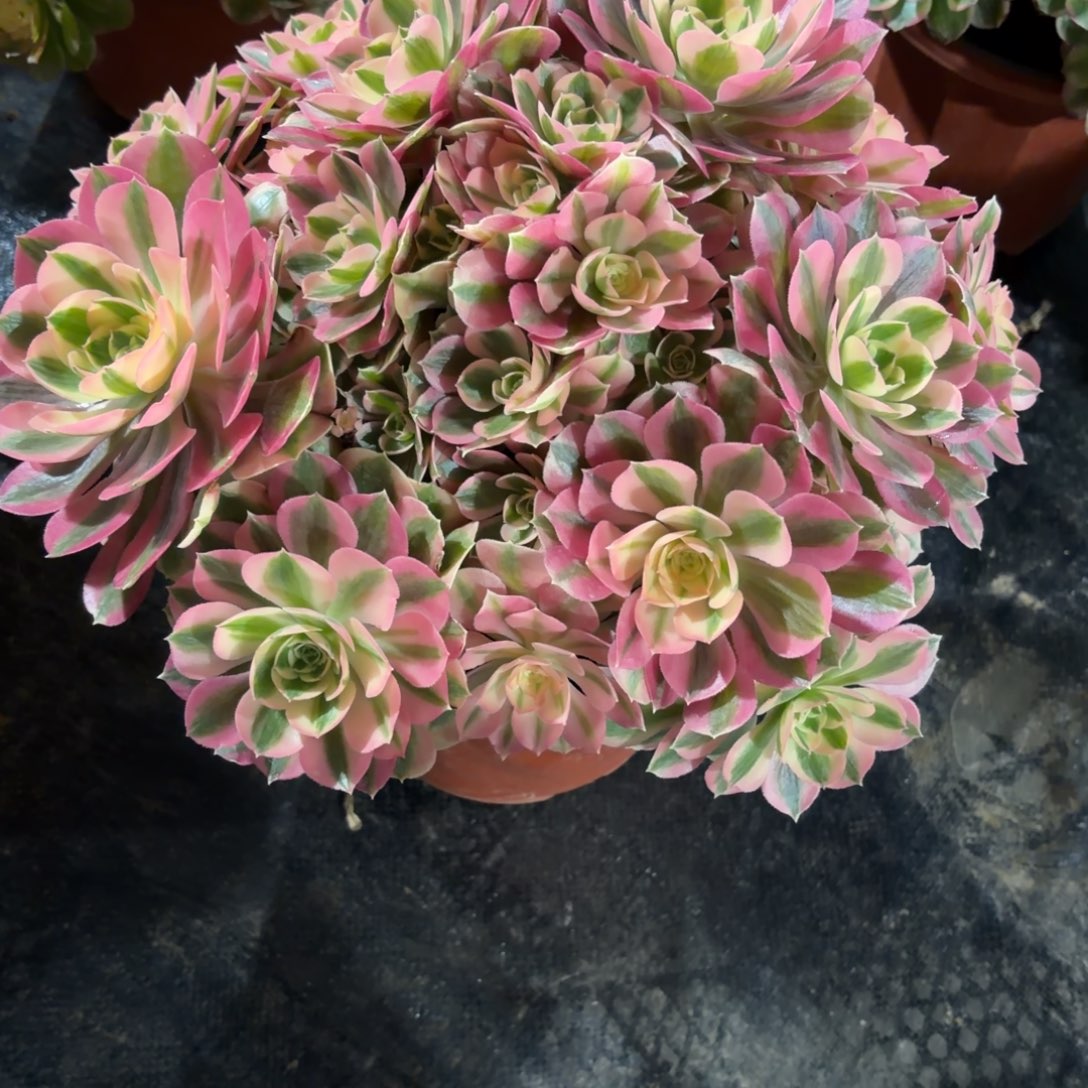 李***6粉女巫丛林041肉肉肉