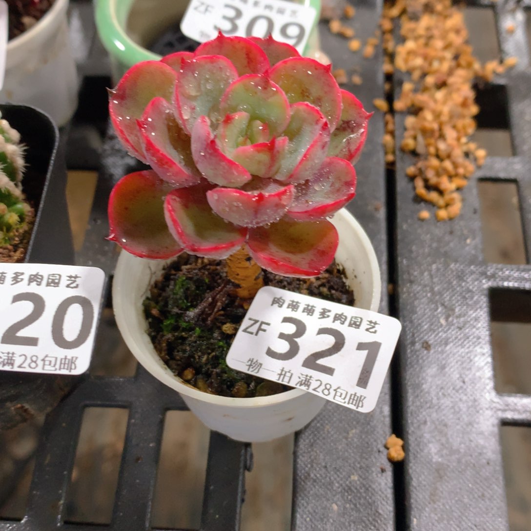 肉萌萌拇指盆精控多肉ZF321