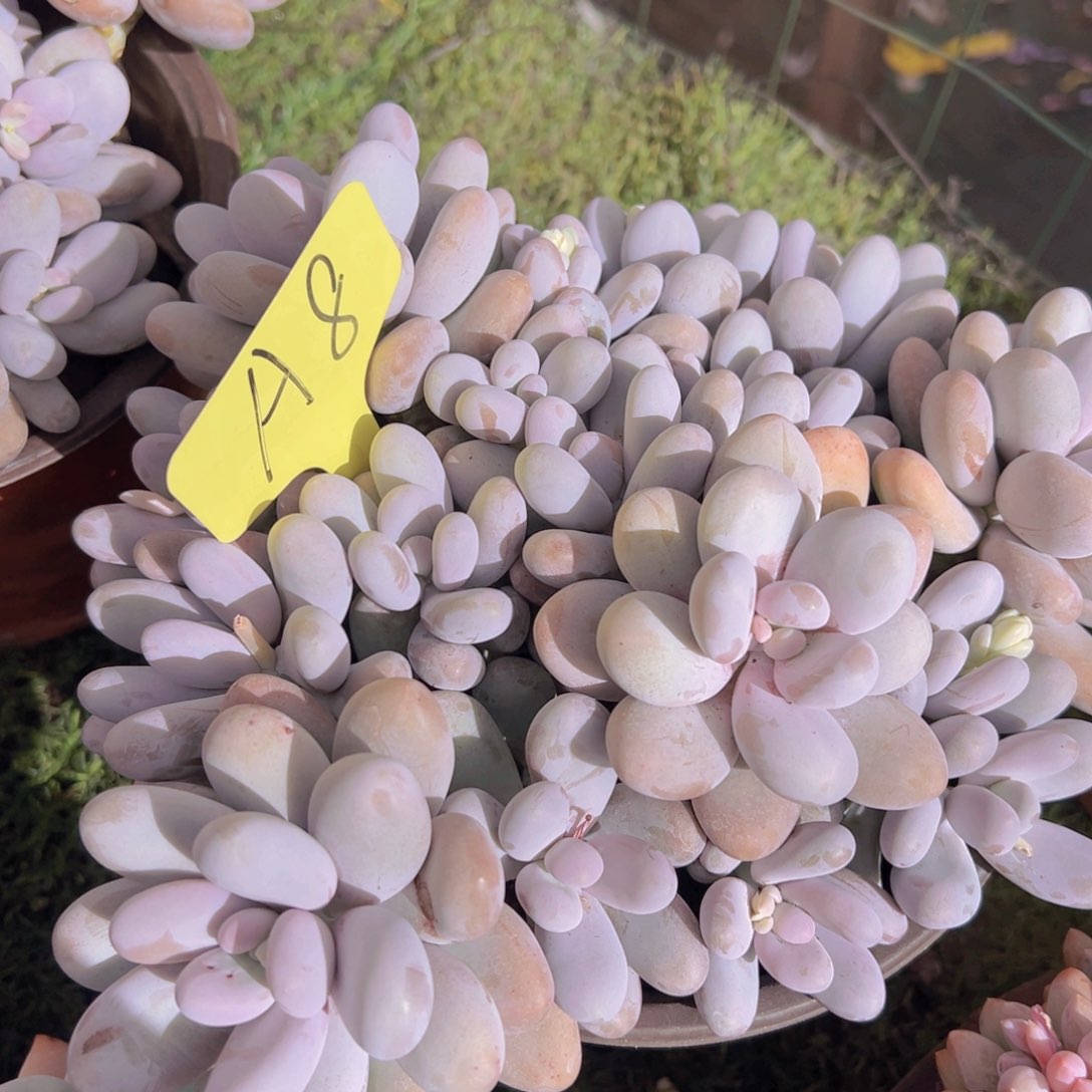 香玉的故事是一个人的故事吗