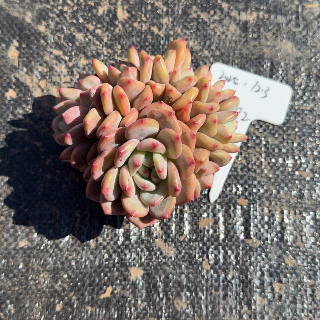 富****一物一拍爱丽儿缀82