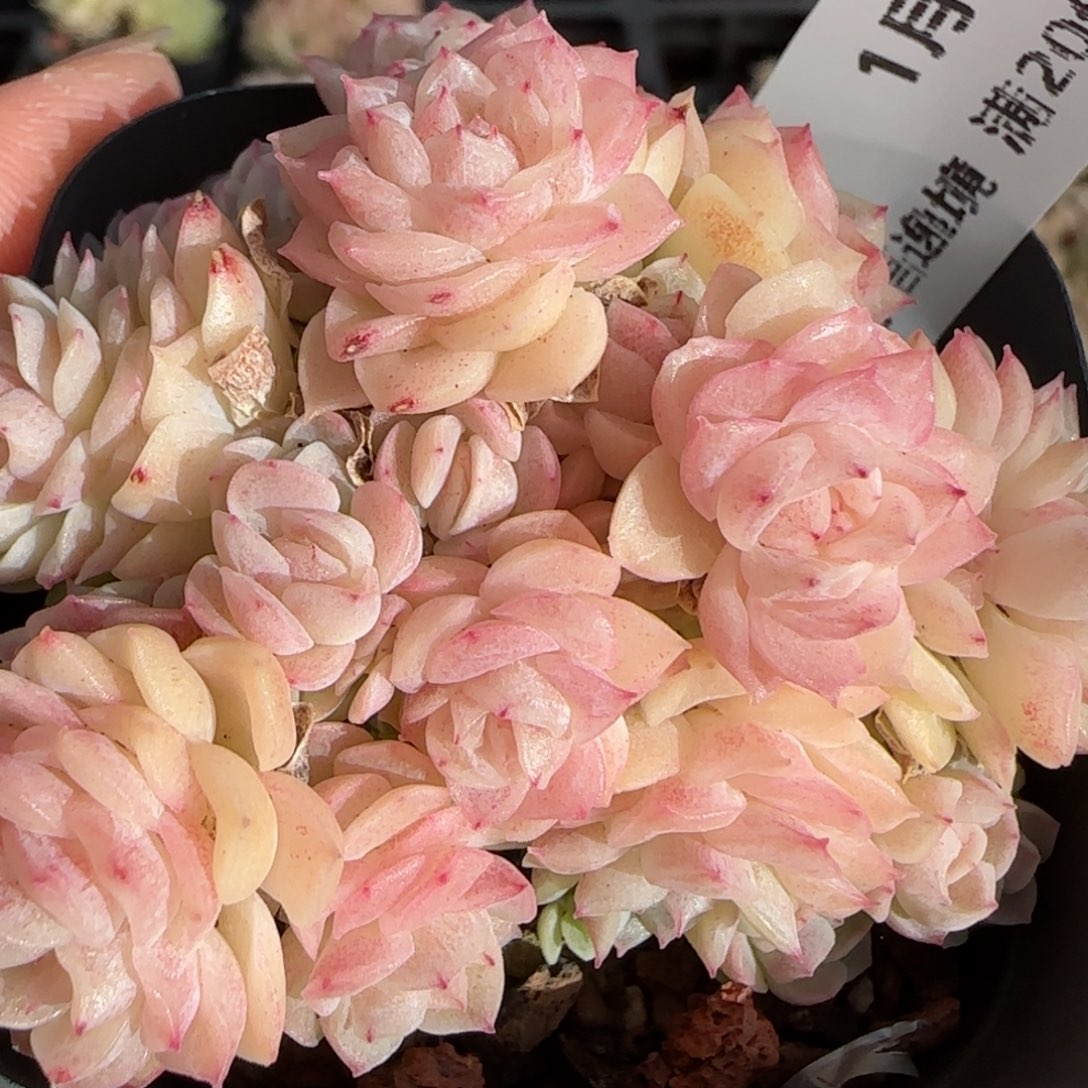 花语逸境0125-09麦秆散