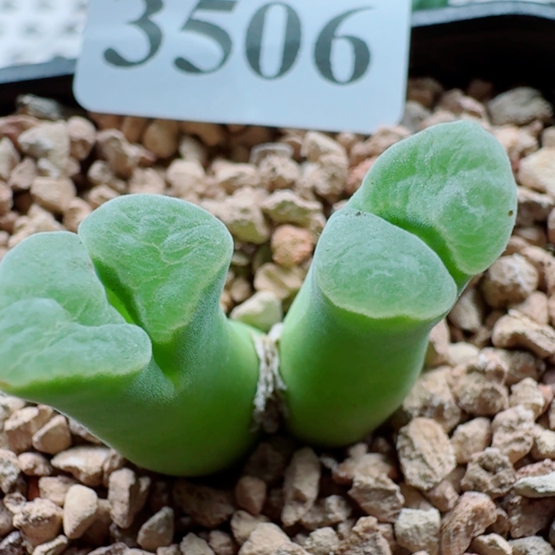 哥***了3506极窗风铃玉肉锥植物