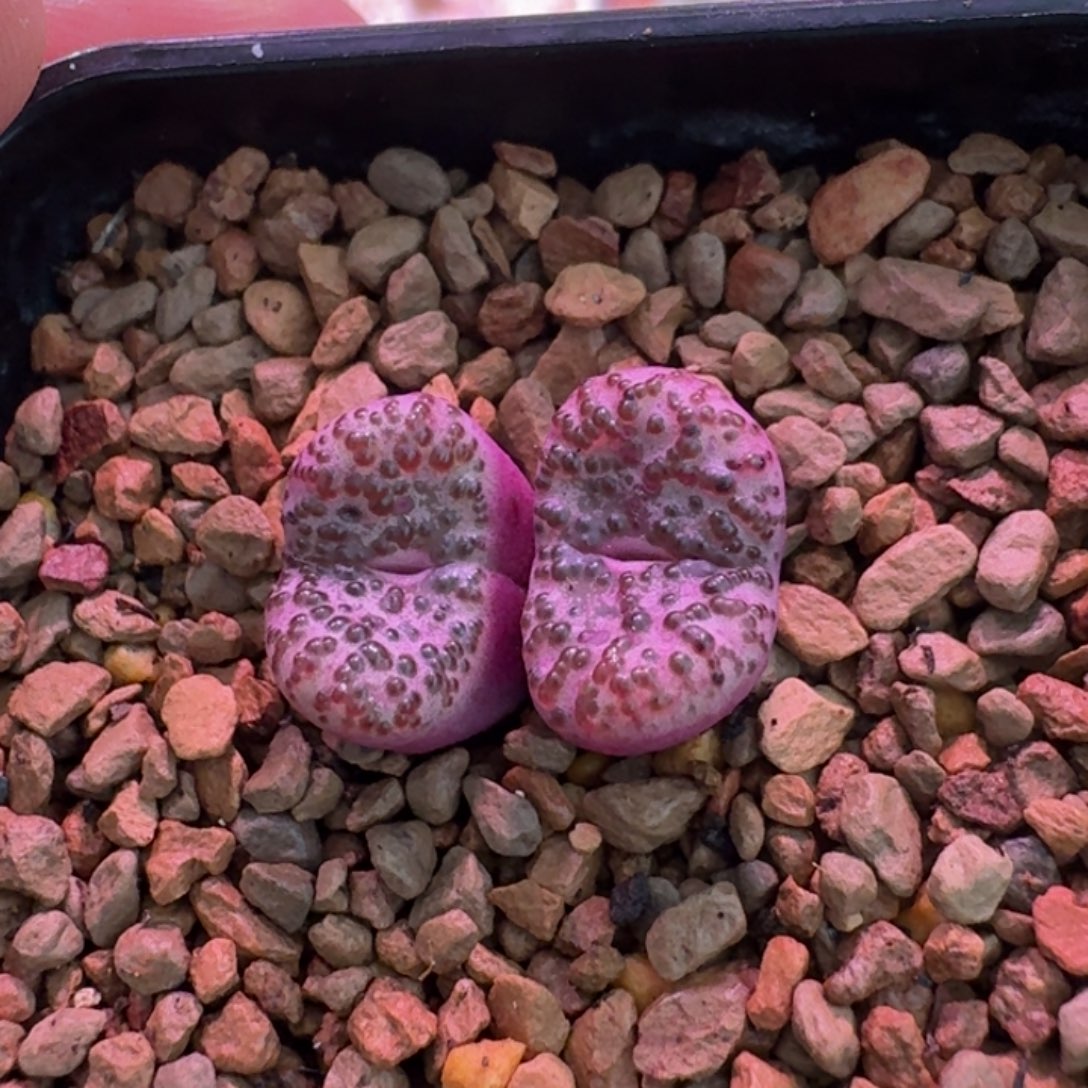 云缦精品番杏12.81 WC霓虹