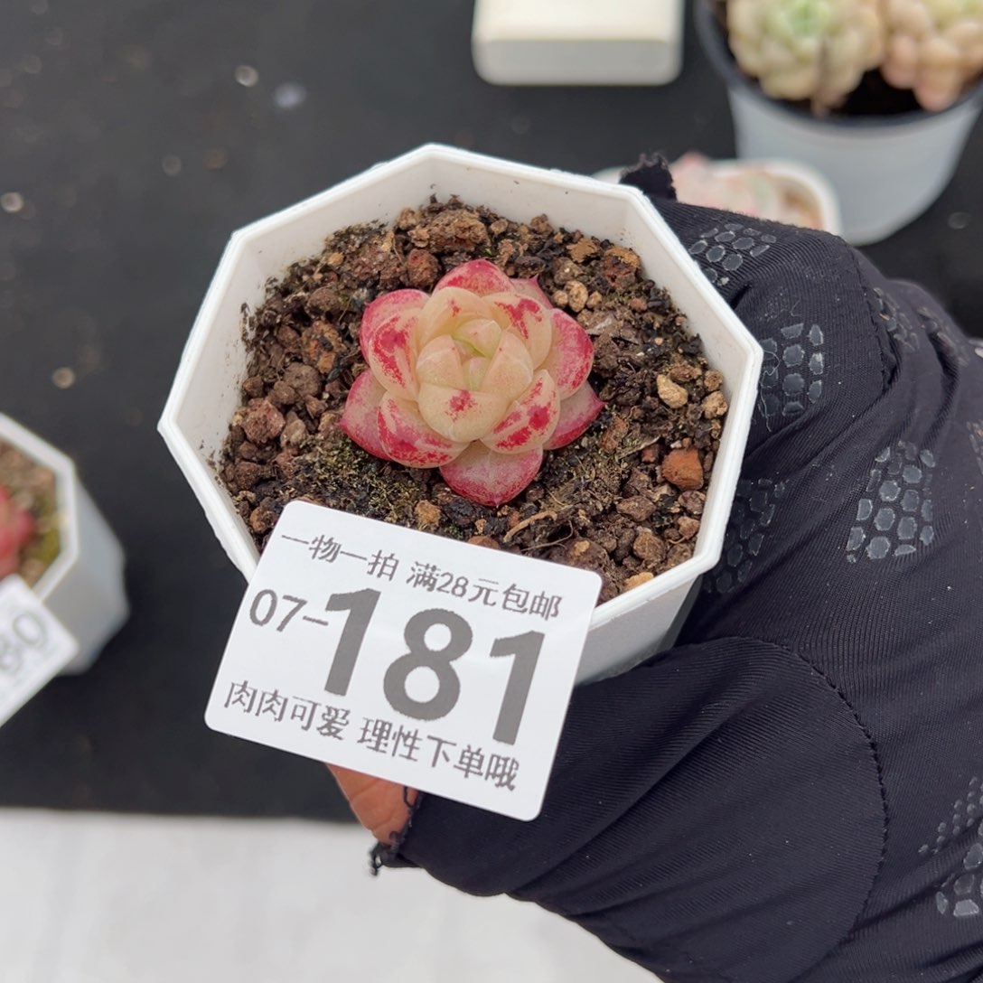 m100多肉多肉多肉多肉