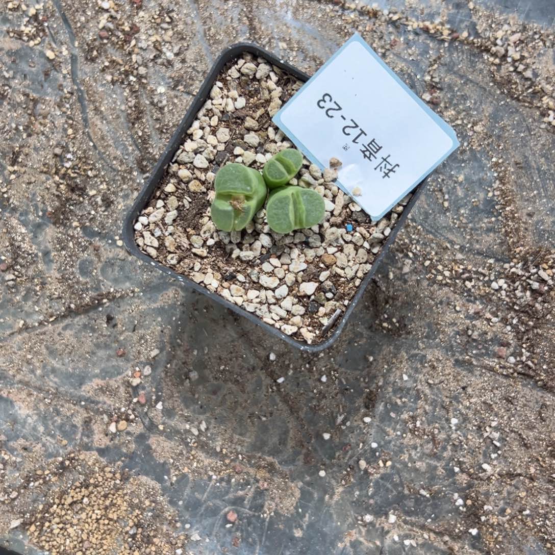 ๓***.12-23肉锥多肉植物大战