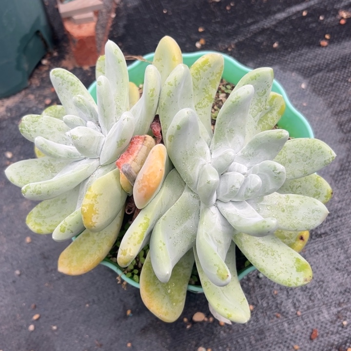 双头大脸拇指～一物一拍2575