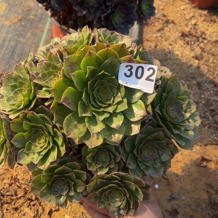 万拉丝多肉植物302