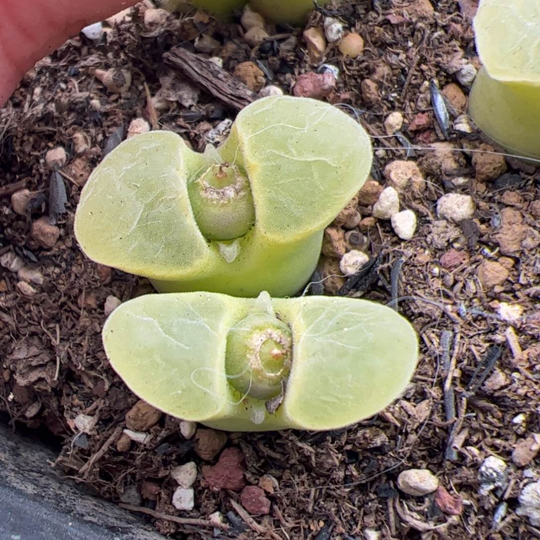 0348号极窗 多肉植物