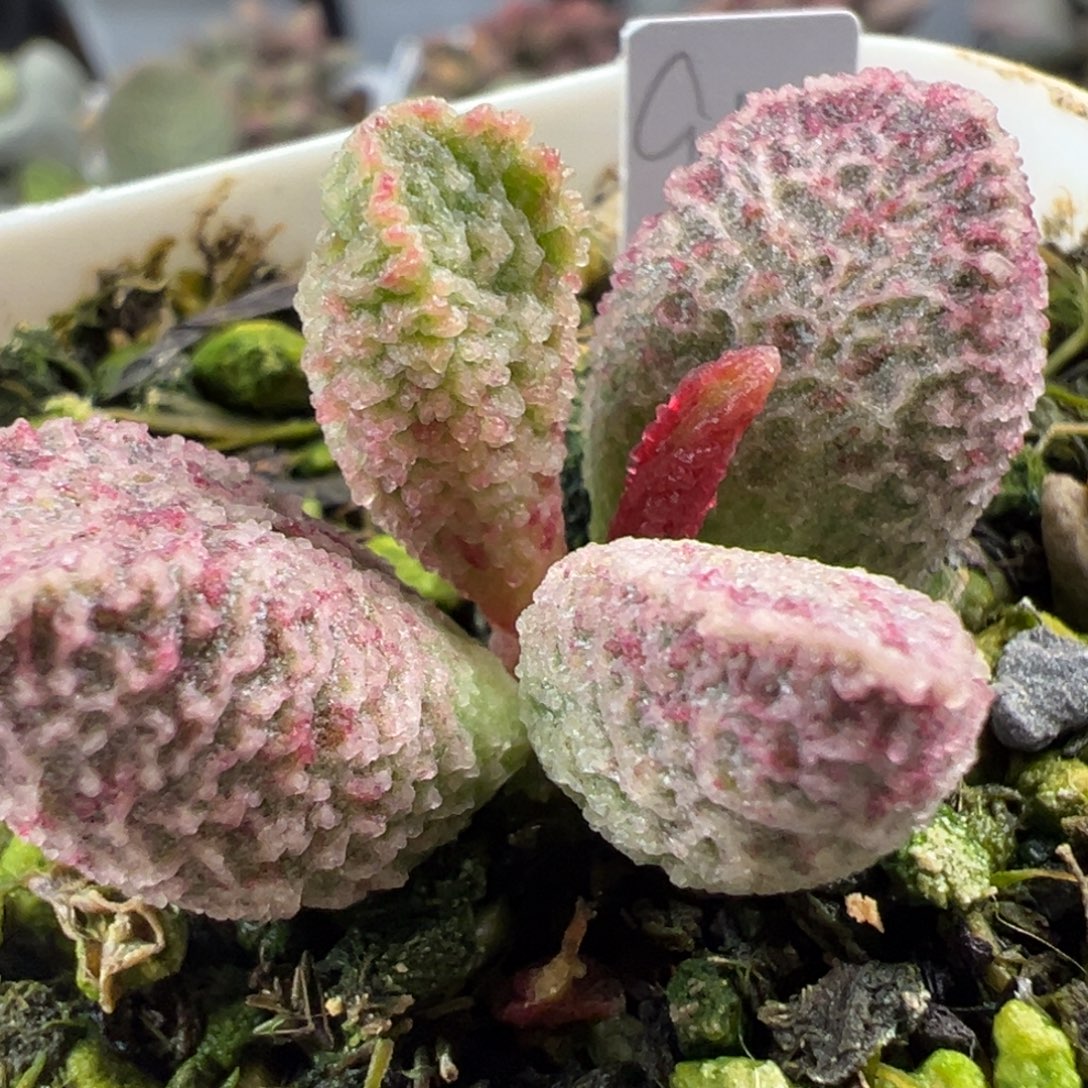 血斑网格纹实生新品多肉植物