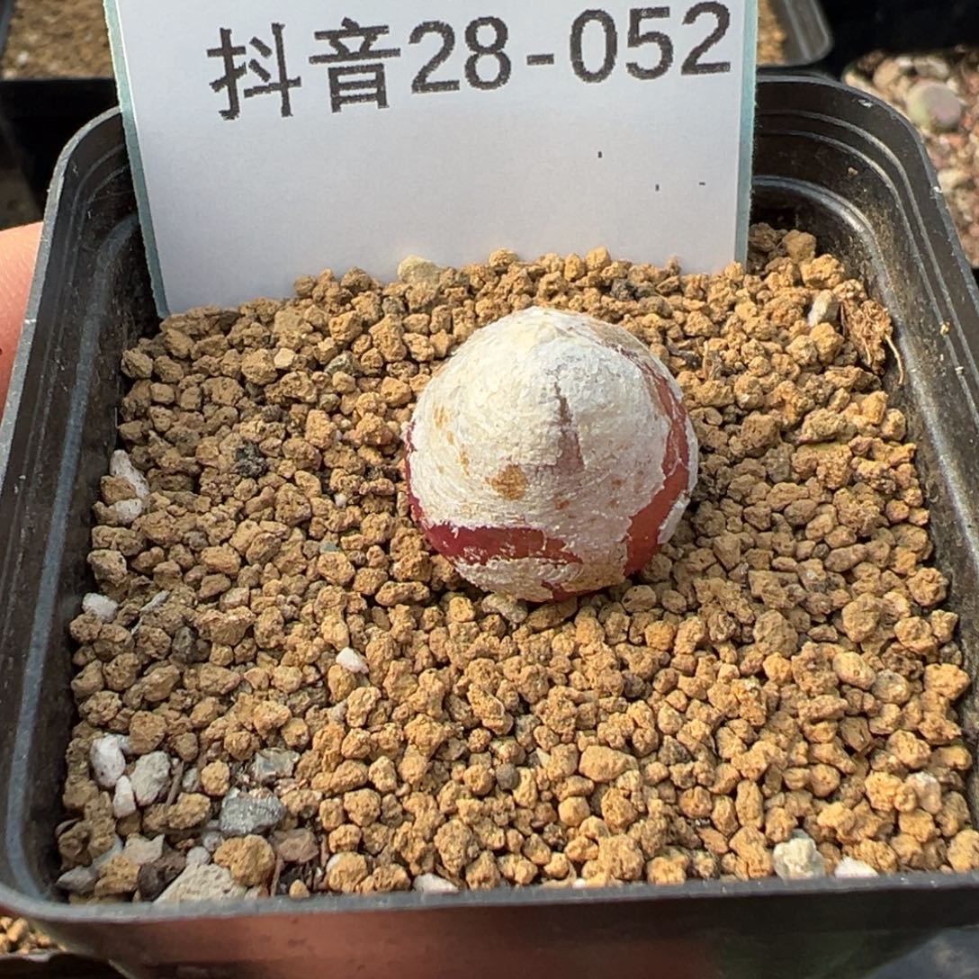 28-52肉锥多肉植物，