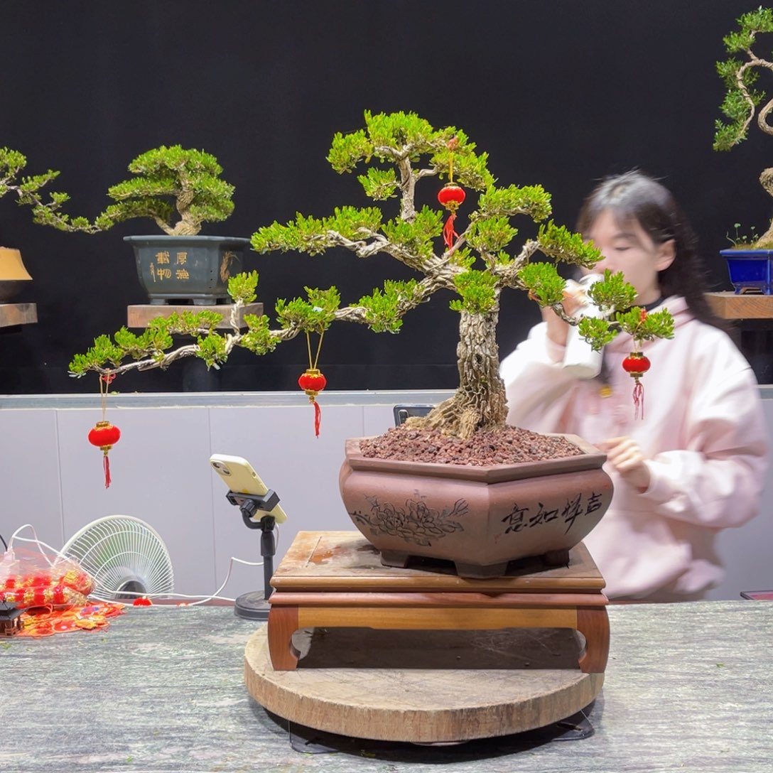 四季常青老桩黄杨盆景