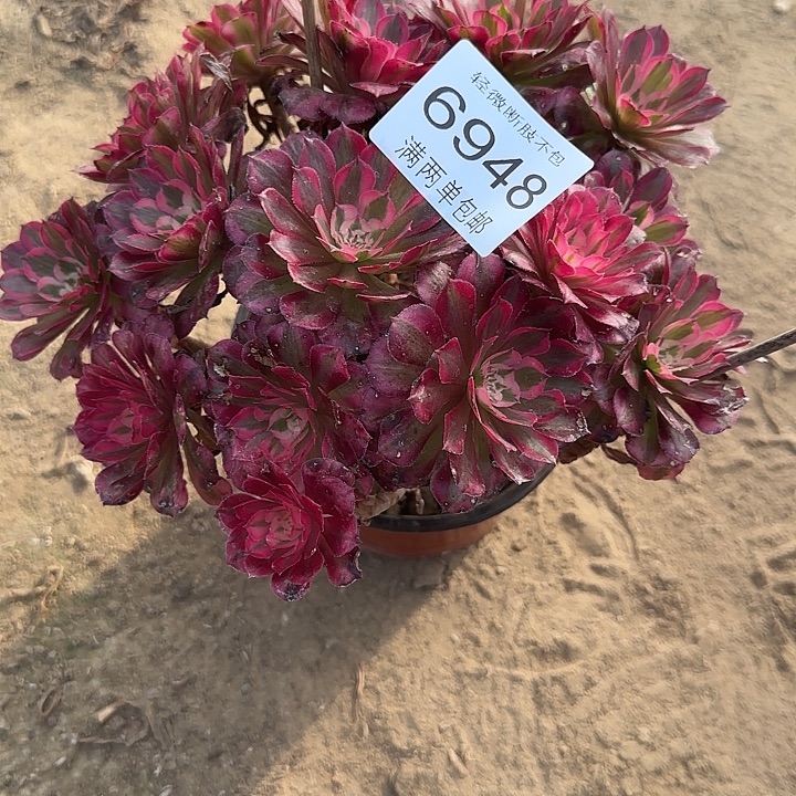 6948红铜多肉植物