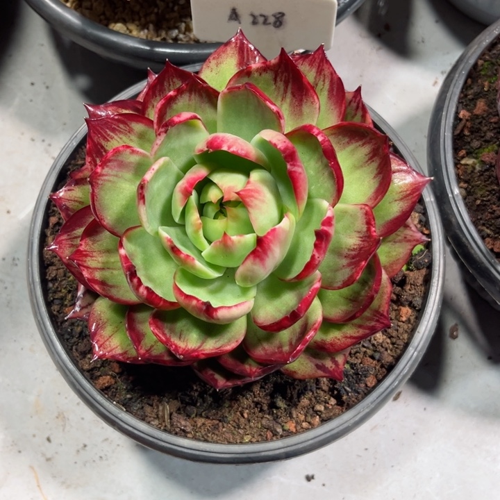 自***性惊鸿仙子多肉植物A228