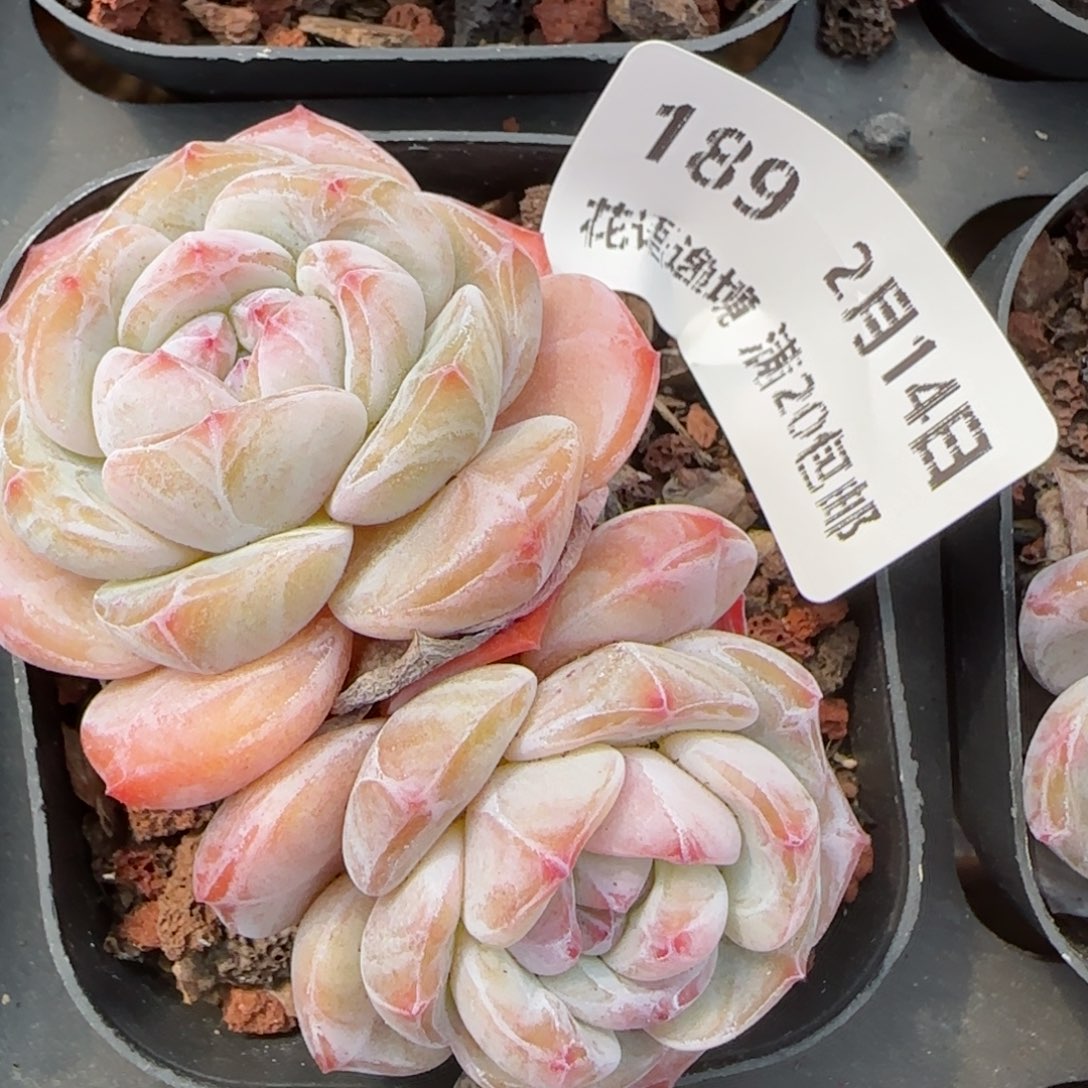 花语逸镜0214-189