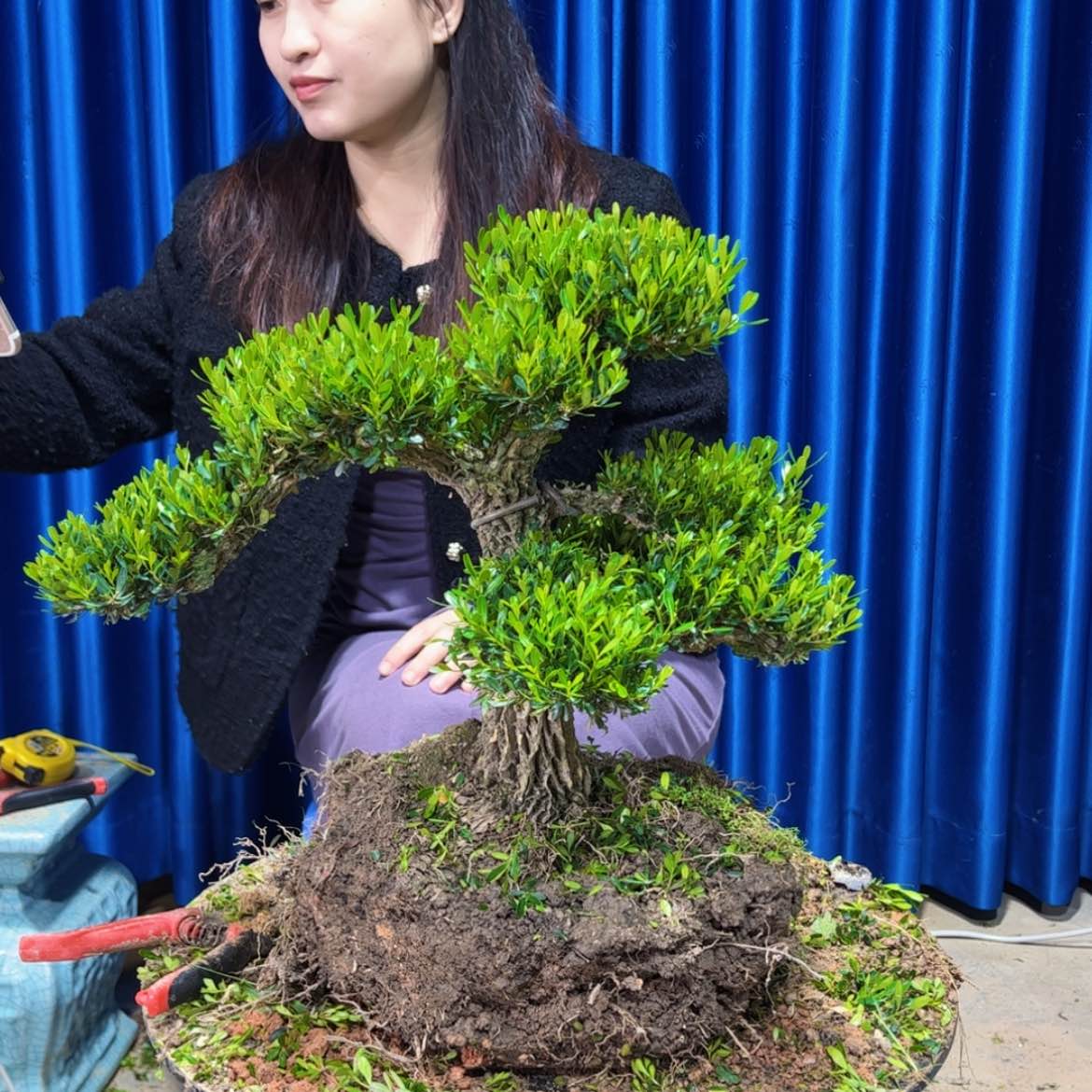 【闪购商品】广东雀舌黄杨盆景