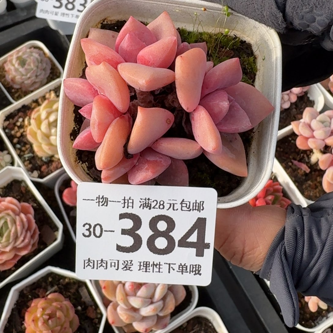 彩虹糖无盆土发货无盆