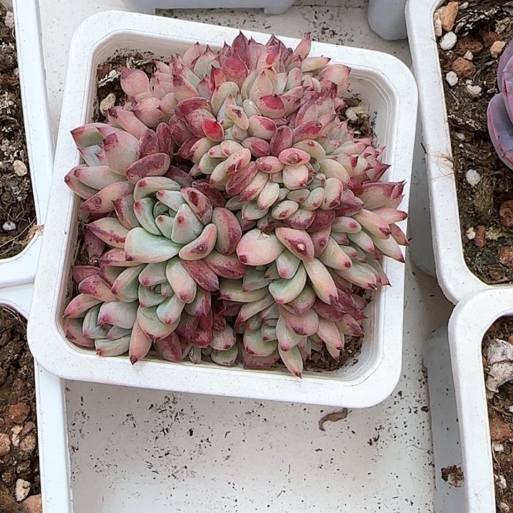 青蛙王子儿童牙膏111