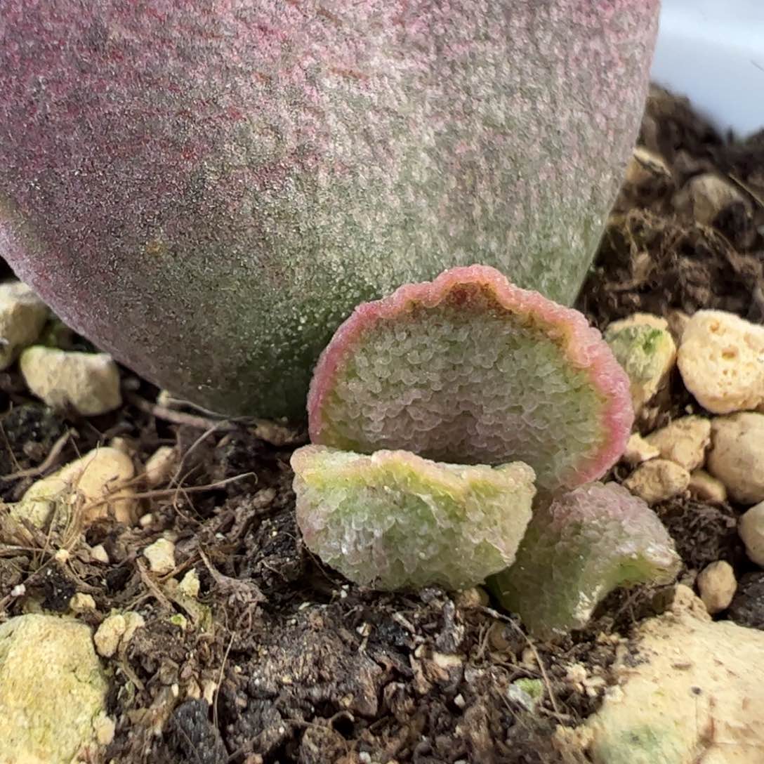 实生新品多肉植物水泡