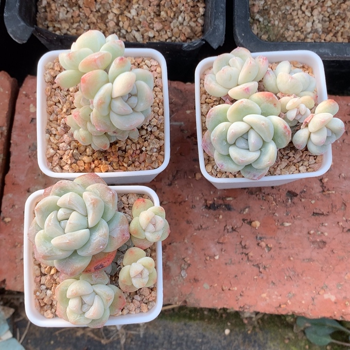 一***盏8888三颗冰玉带盆包邮