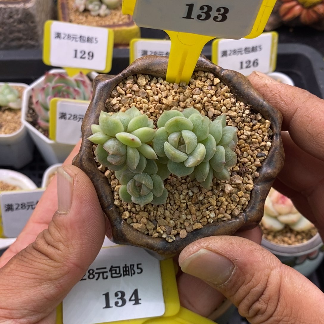 5133白恋朵朵小树5头多肉
