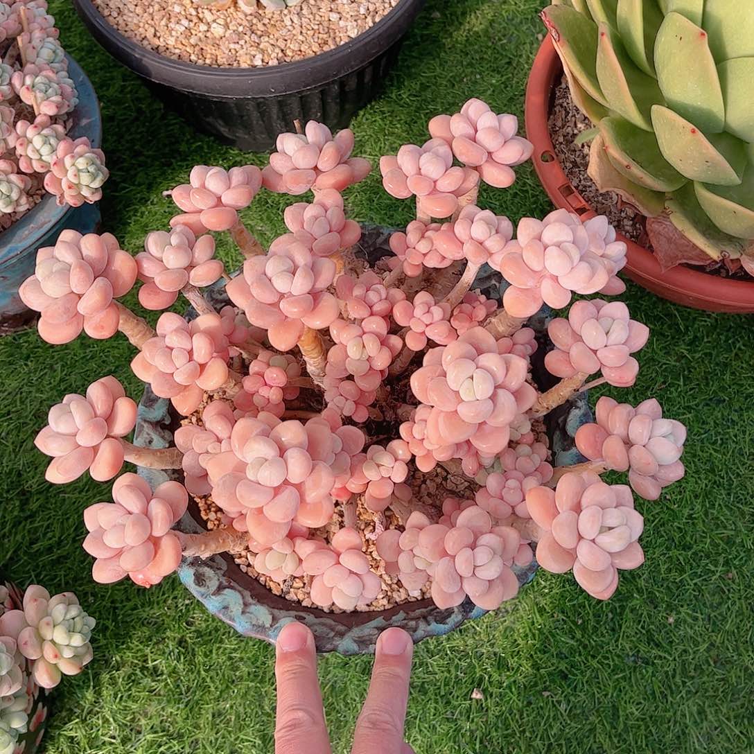 韩版香水洛神精品多肉