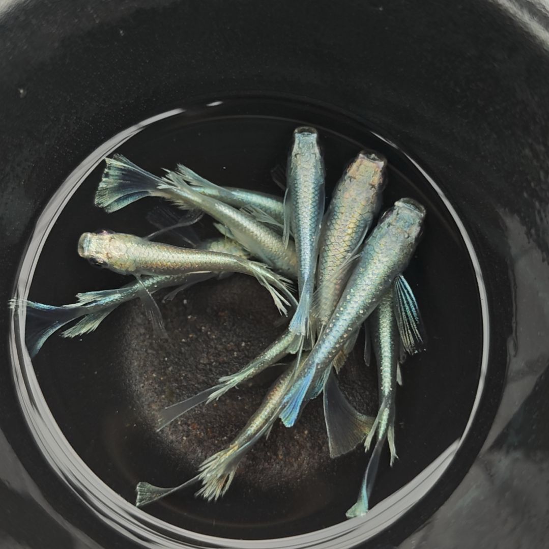 青鳉鱼012长鳍天使之翼一碗