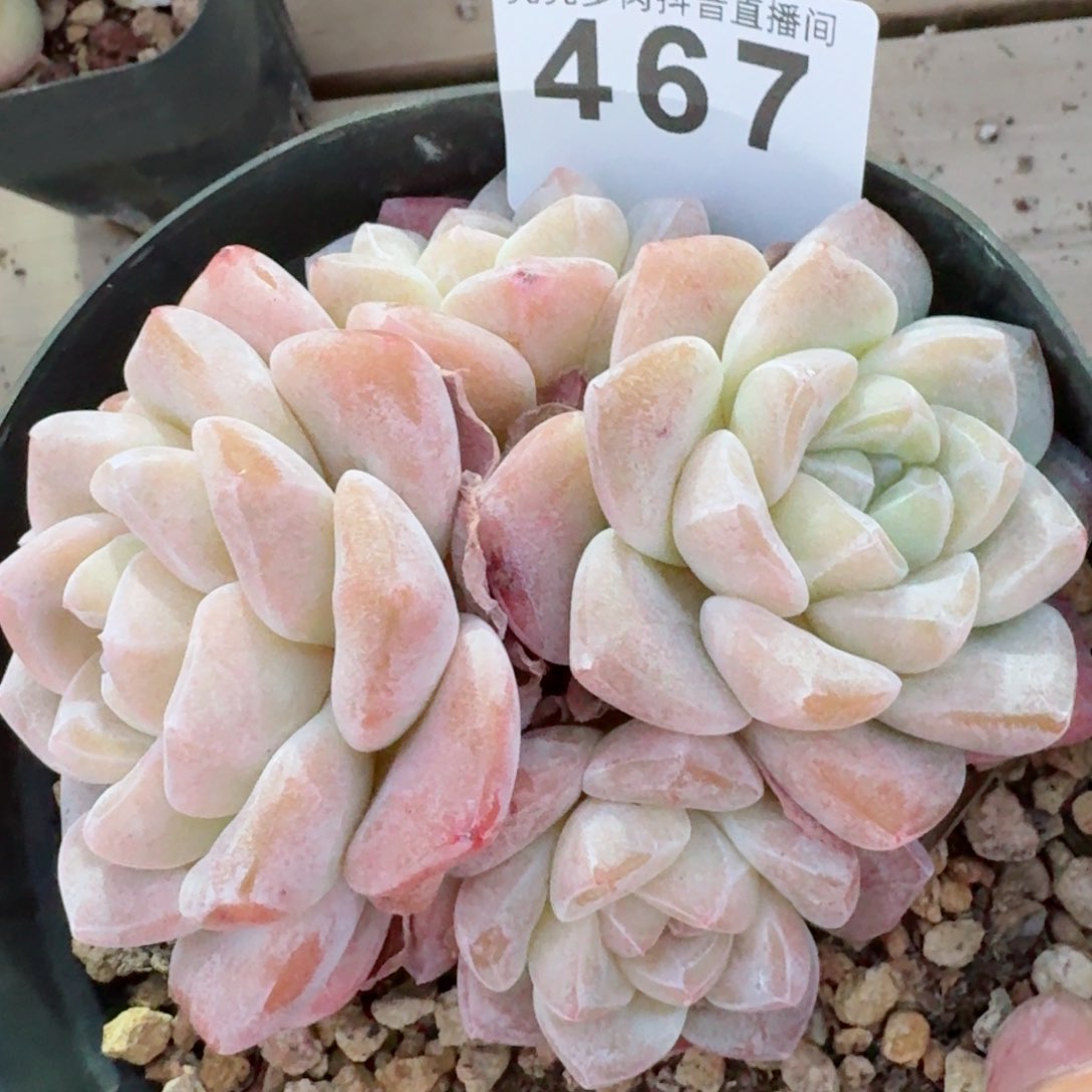 冰玉福利         精品多肉