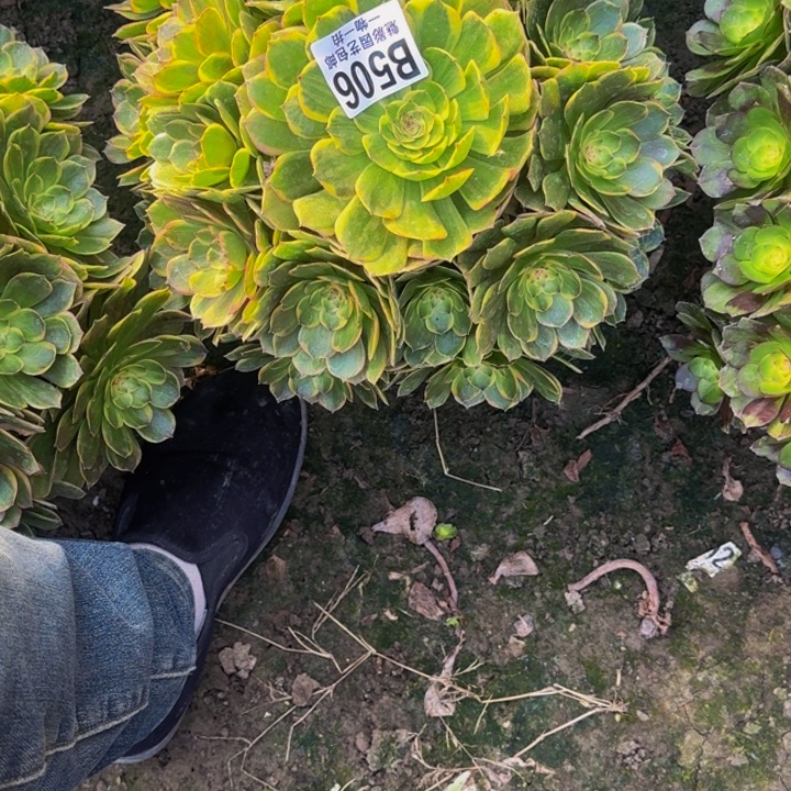 半夏花30-19包邮花花