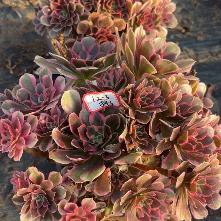 西***西两颗皇后法师不包损