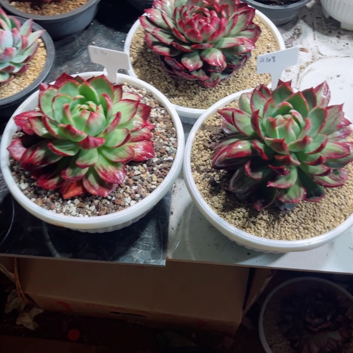 下***站惊鸿仙子多肉植物A112.108.111