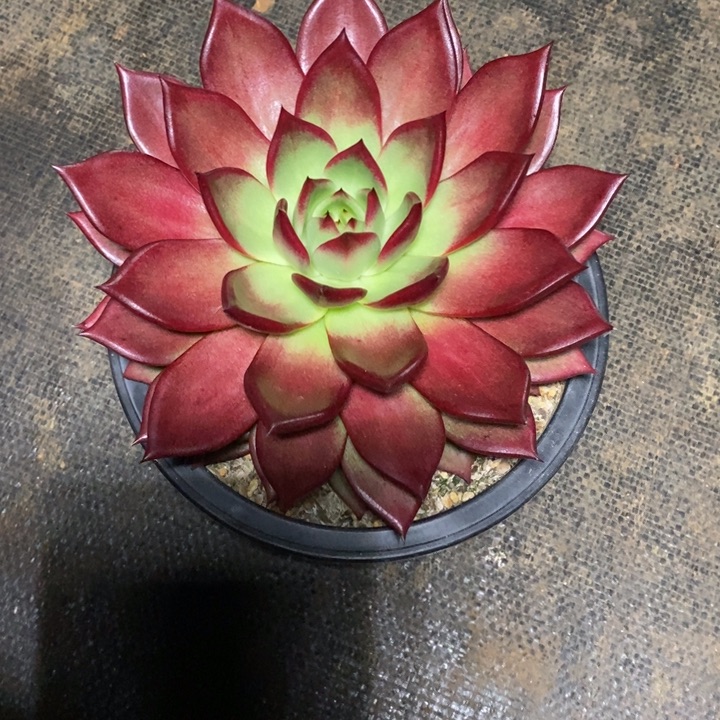 旋**舟两颗小萝卡换大萝卡补差价