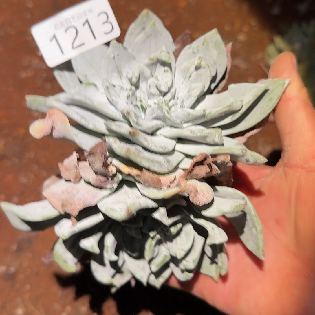 墨西哥大圆叶杂交仙女杯毒肉处理