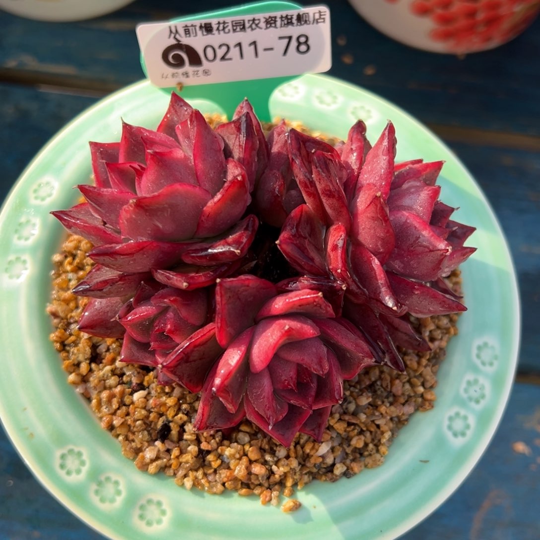 从前慢多肉精选编号0211.78