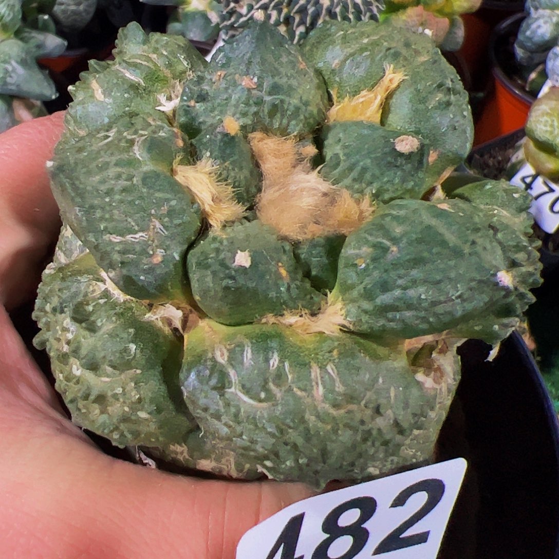 无花朵龟甲怒牡丹482