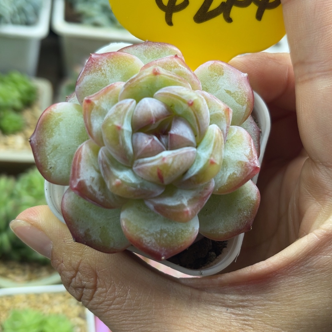 紫星河珍妮单头4277