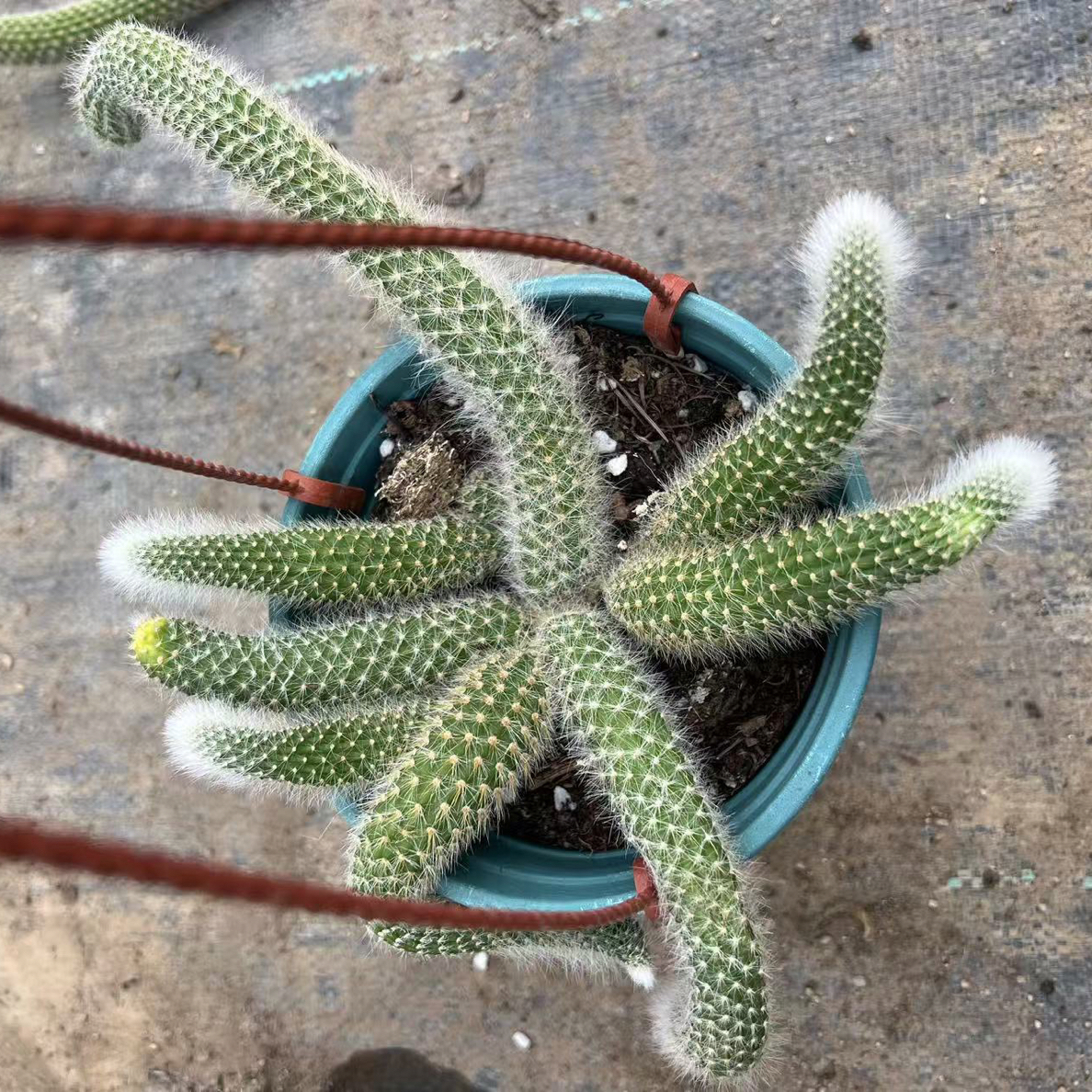 长毛九尾狐多肉植物白毛红花稀有开花仙人掌盆栽