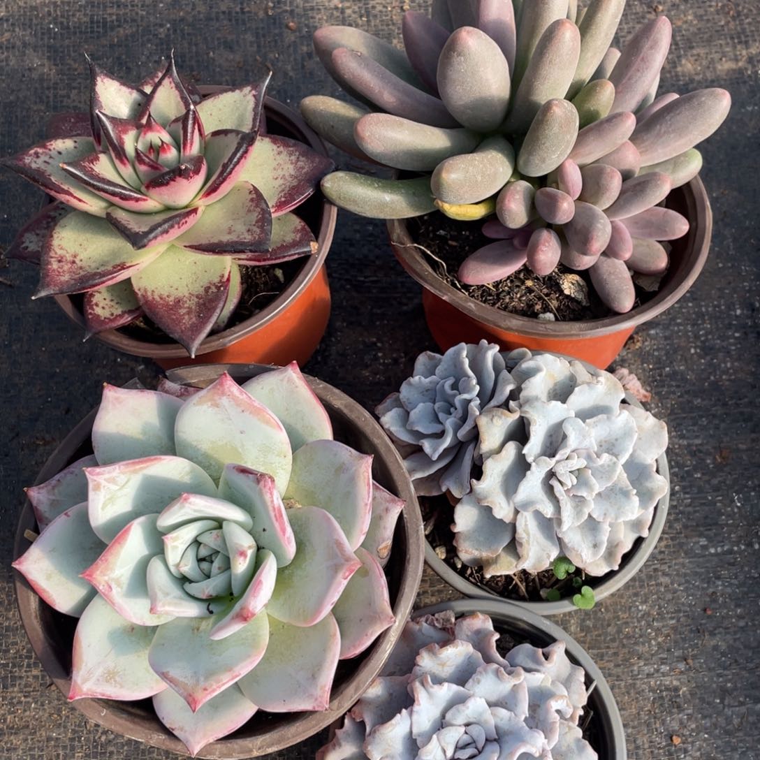 一物一拍 五棵30