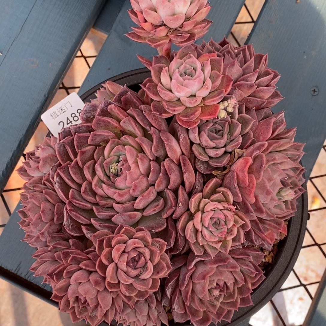 彭*虎不包整散掉头2488