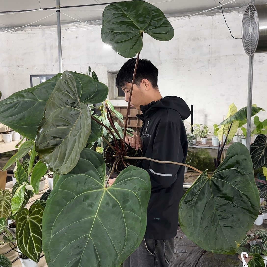 无花朵黑凤凰杂黑丝绒