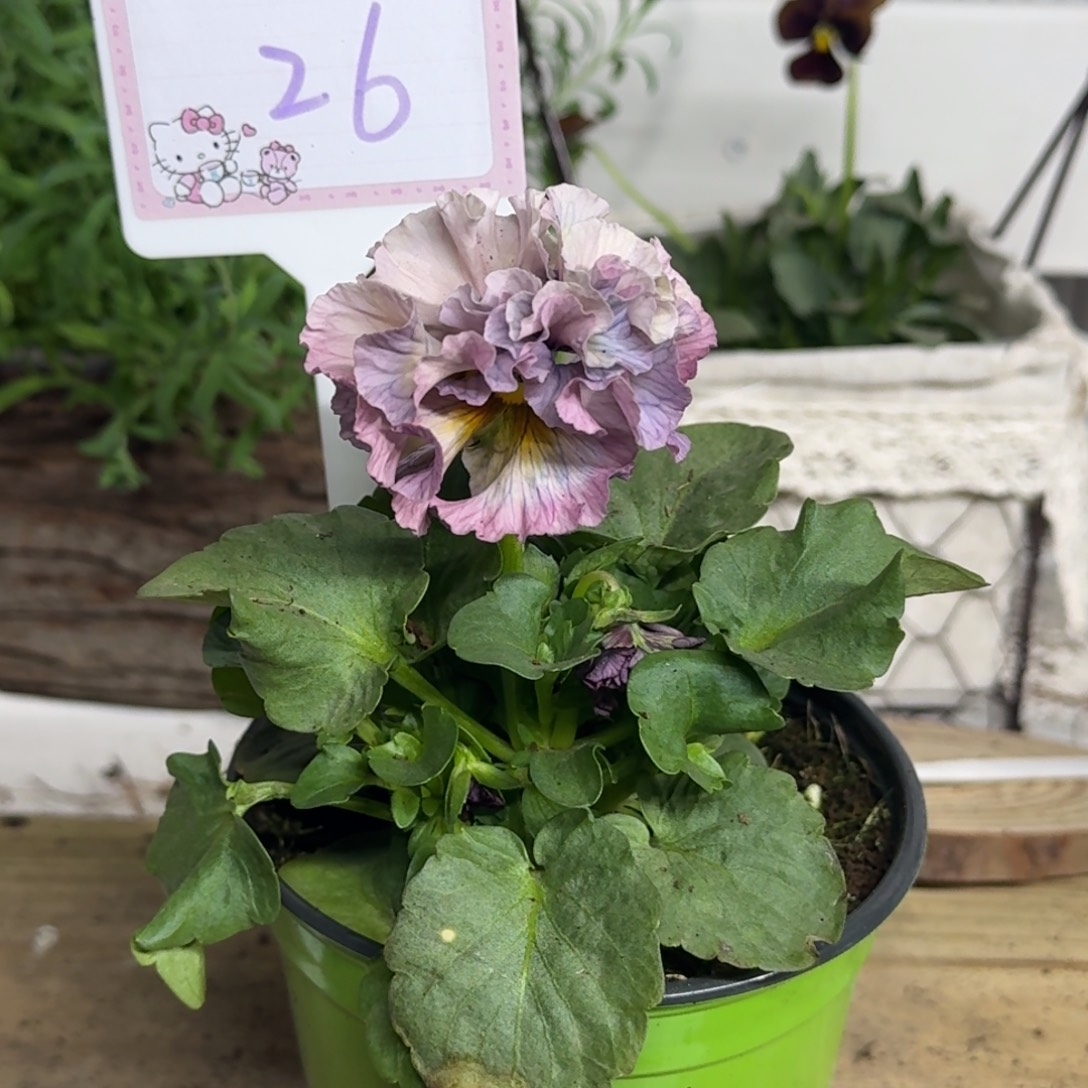 全部花朵1210 抖音一物一拍26号