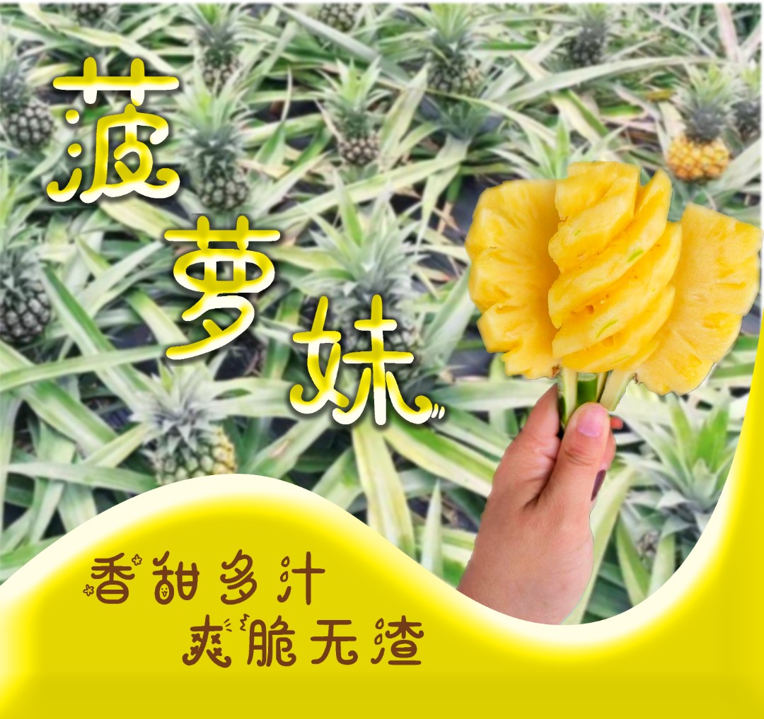 菠萝妹正宗神湾丫髻山菠萝（3斤）盒装新鲜采摘