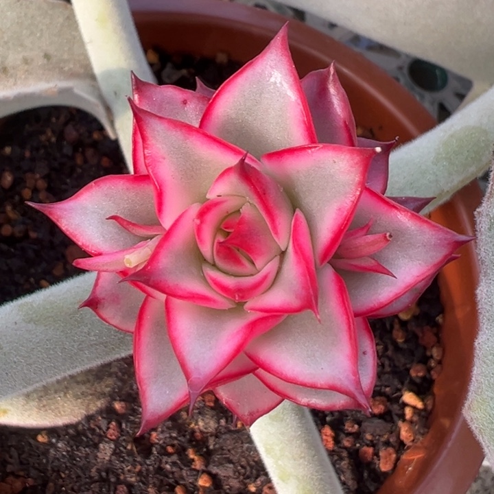 吉赛尔锦一物一拍锦龙