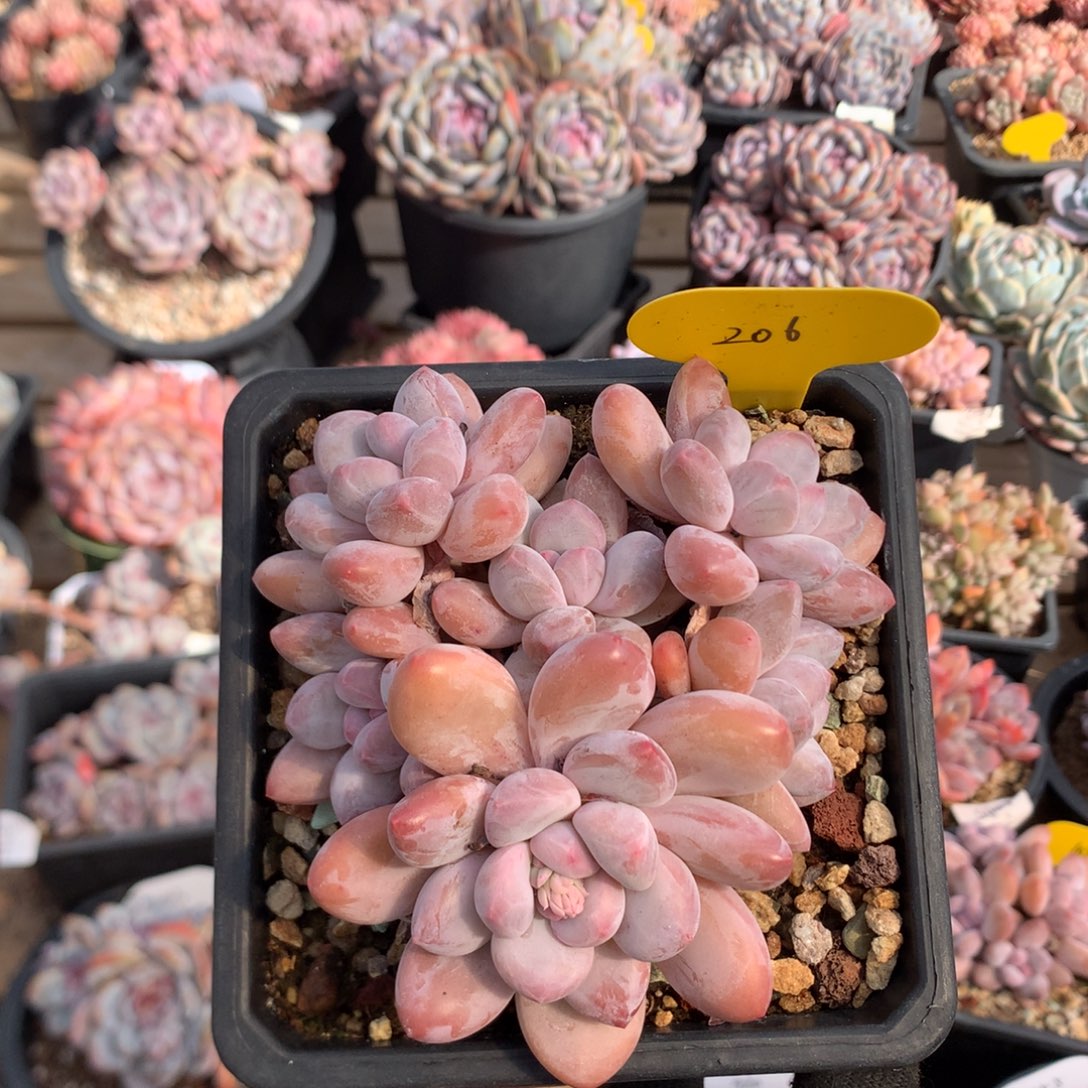 12厘米六头精控香水 无砍 老桩 206