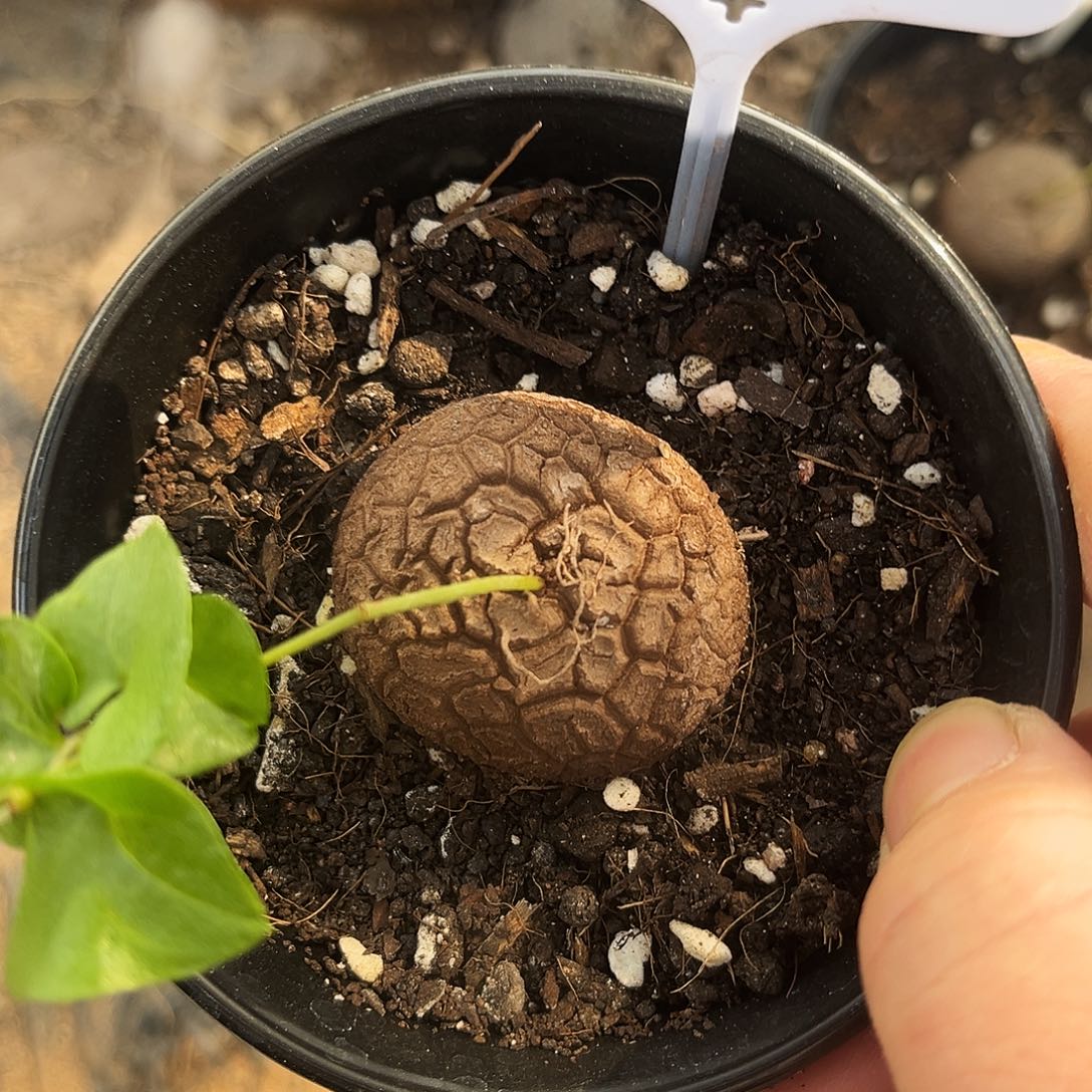 689龟甲龙67578999