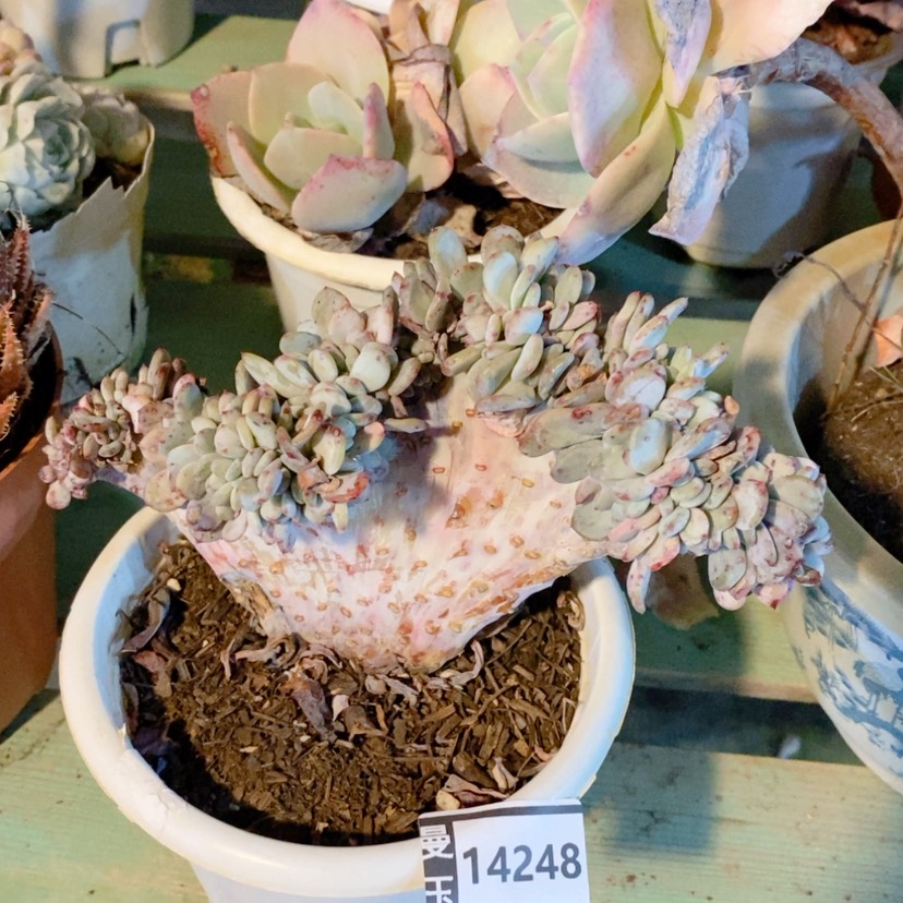 【闪购商品】用****6多肉玛瑙缀14248